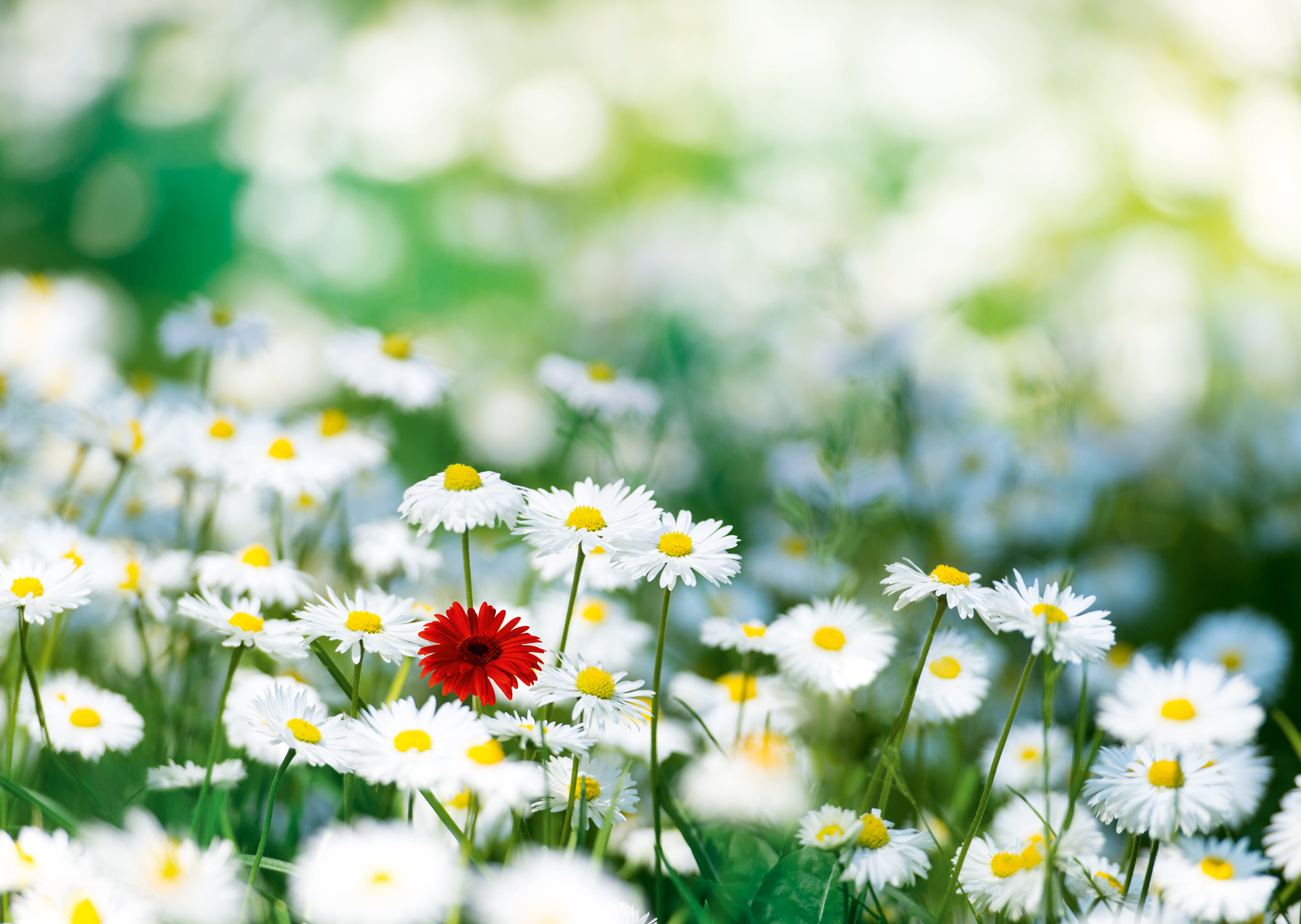 Blumenwiese mit weissen und roten Blumen