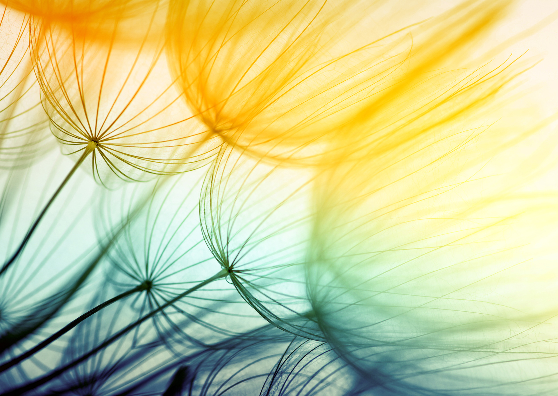 Farbige Pusteblume